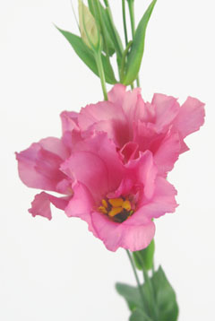 ピンクフィズ ハナスタが提供する切花の画像検索サイト