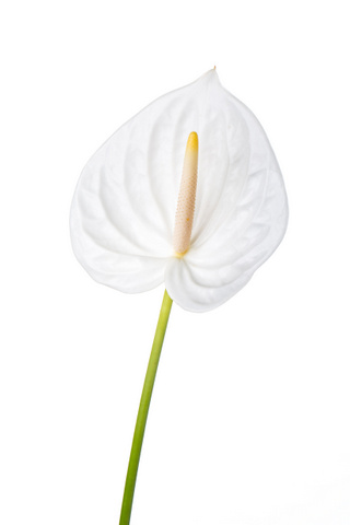 シンシア ハナスタが提供する切花の画像検索サイト