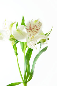 カノン 白 ハナスタが提供する切花の画像検索サイト