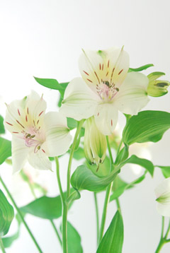プレシャス 白系スポットレス ハナスタが提供する切花の画像検索サイト
