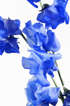 スイートピー染め 水色 ハナスタが提供する切花の画像検索サイト