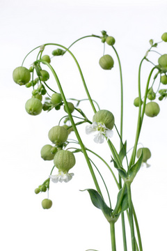 グリーンベル ブルガリス ハナスタが提供する切花の画像検索サイト