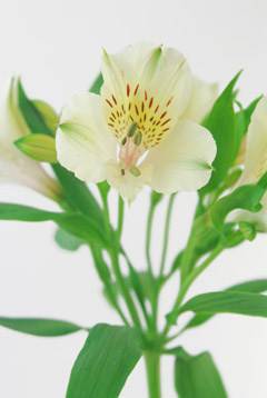 リモンチェラ ハナスタが提供する切花の画像検索サイト
