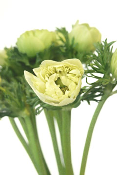 セントブリジットホワイト ハナスタが提供する切花の画像検索サイト