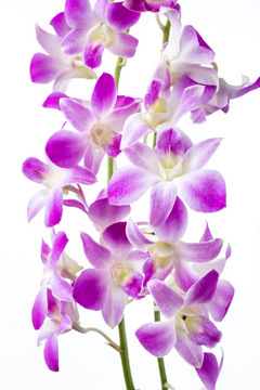 シュガーピンク ハナスタが提供する切花の画像検索サイト