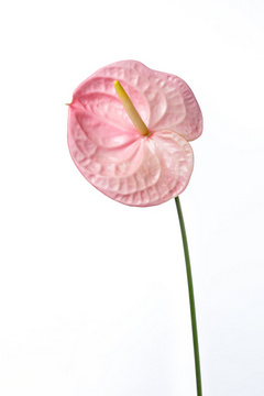 ローザ ハナスタが提供する切花の画像検索サイト