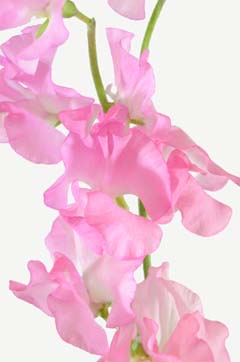 キャサリンピンク ハナスタが提供する切花の画像検索サイト
