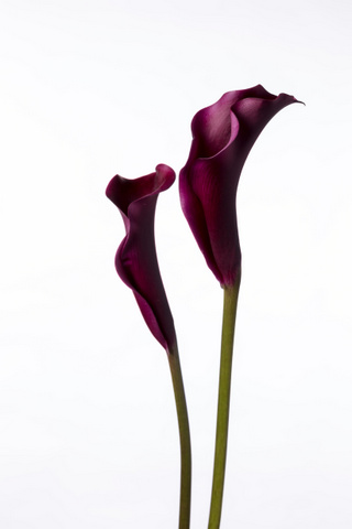 ホットチョコレート 紫 黒 ハナスタが提供する切花の画像検索サイト