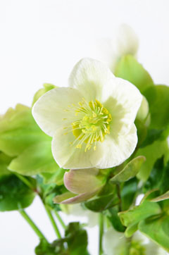 スノーホワイト ハナスタが提供する切花の画像検索サイト