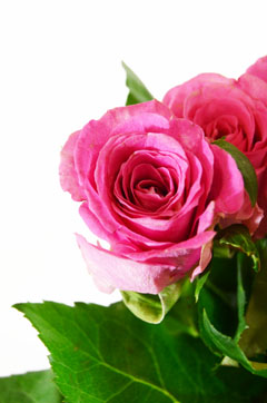 イグアナ ピンク ハナスタが提供する切花の画像検索サイト