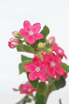 ラブリーピンク ハナスタが提供する切花の画像検索サイト