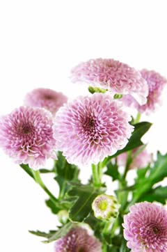 カリメロピンク ハナスタが提供する切花の画像検索サイト