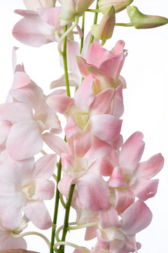 ジュエルピーチ ハナスタが提供する切花の画像検索サイト