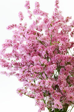 チェリーブロッサム ピンク ハナスタが提供する切花の画像検索サイト