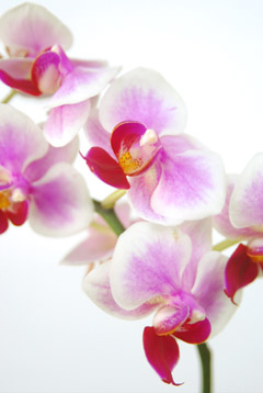 ファレノプシス中輪 ピンク ハナスタが提供する切花の画像検索サイト