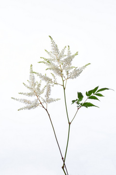 ホワイトグロリア ハナスタが提供する切花の画像検索サイト