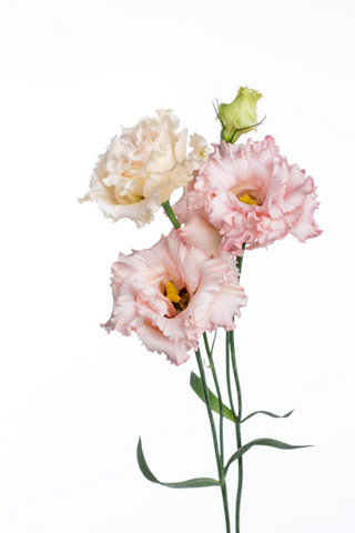 ｎｆマーモピンク 白 淡ピンク ハナスタが提供する切花の画像検索サイト