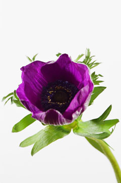 アネモネ 紫 ハナスタが提供する切花の画像検索サイト