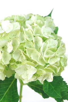 プレミアムアップルグリーン ハナスタが提供する切花の画像検索サイト