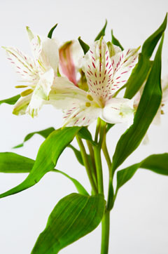 シュガー ハナスタが提供する切花の画像検索サイト