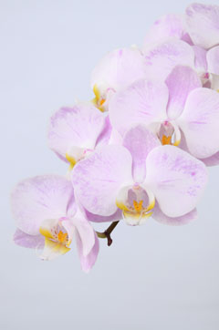 ファレノプシス中輪 ピンク ハナスタが提供する切花の画像検索サイト