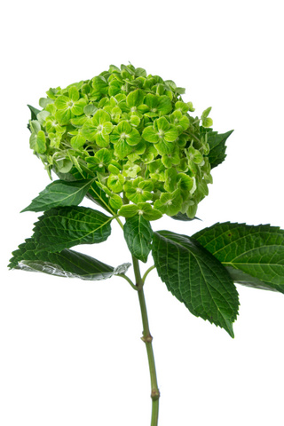 アナベル グリーン ハナスタが提供する切花の画像検索サイト