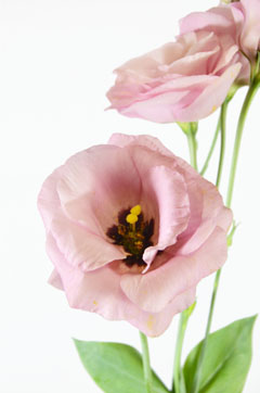 セレブピンク 中生 ハナスタが提供する切花の画像検索サイト