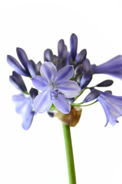 紫式部 ハナスタが提供する切花の画像検索サイト