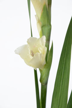 グラジオラス小輪 白 ハナスタが提供する切花の画像検索サイト