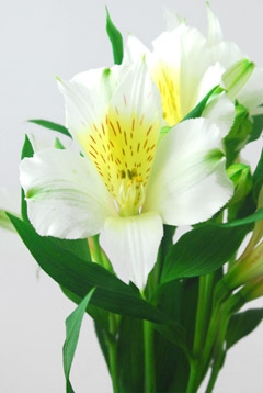スリック ハナスタが提供する切花の画像検索サイト