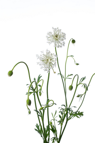 ブルーレースフラワー 白 ハナスタが提供する切花の画像検索サイト