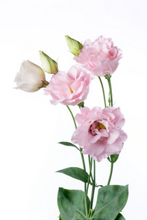 セレモニーライトピンク ハナスタが提供する切花の画像検索サイト