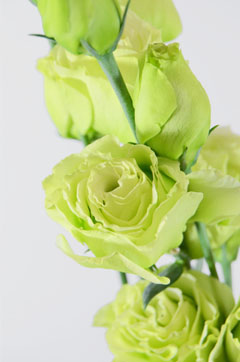 ホイップグリーン ハナスタが提供する切花の画像検索サイト