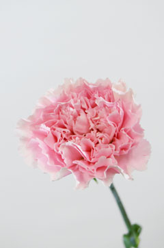 ピンクビゼット ハナスタが提供する切花の画像検索サイト