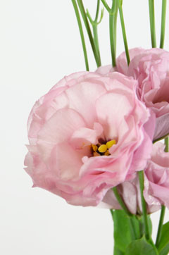 ロベラピンク ハナスタが提供する切花の画像検索サイト