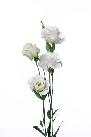 キングオブスノープレミアム ハナスタが提供する切花の画像検索サイト