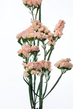 ハニーアプリ（～サーモンＰ）｜ハナスタが提供する切花の画像検索サイト
