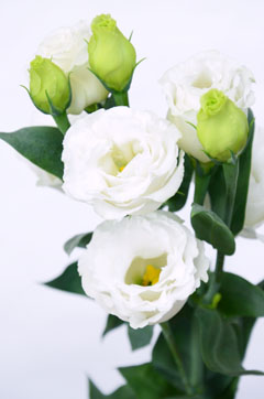 エンゲージホワイト ハナスタが提供する切花の画像検索サイト