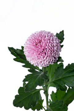 ボンボン ピンク ハナスタが提供する切花の画像検索サイト
