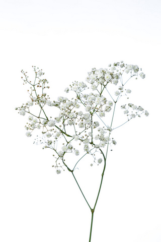 エクセレンス ハナスタが提供する切花の画像検索サイト