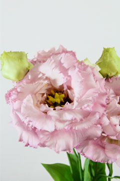 ボヤージュピンク２ ハナスタが提供する切花の画像検索サイト