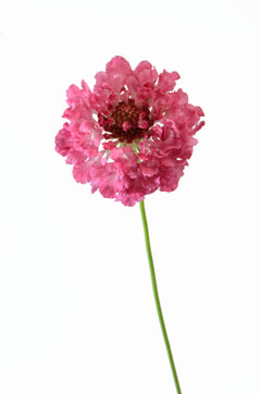 ピンクシェル ハナスタが提供する切花の画像検索サイト