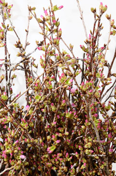 オカメ桜 ハナスタが提供する切花の画像検索サイト