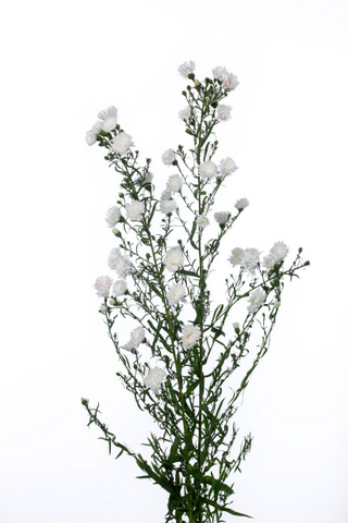 キャシー 白 ハナスタが提供する切花の画像検索サイト