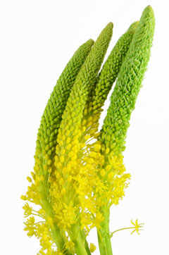 ブルビネラ ジャイアントイエロー ハナスタが提供する切花の画像検索サイト