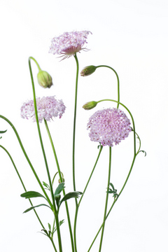 ブルーレースフラワー ピンク ハナスタが提供する切花の画像検索サイト