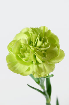 カントリー 白 黄緑 ハナスタが提供する切花の画像検索サイト