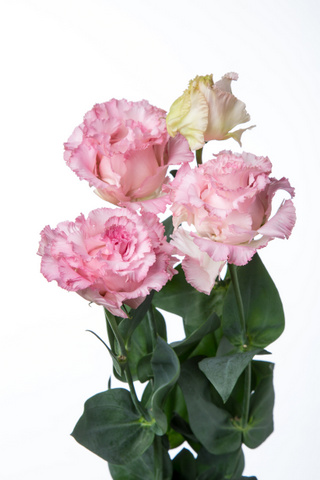 セレブラブリーピンク｜ハナスタが提供する切花の画像検索サイト