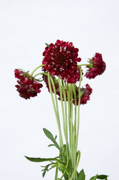 スカビオサ 八重 スカーレット ハナスタが提供する切花の画像検索サイト
