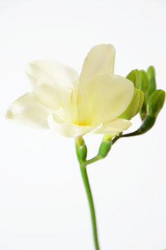 フリージア 白 ハナスタが提供する切花の画像検索サイト